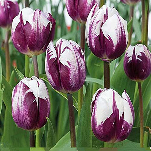 Tulip Bulbs-Romantic purple flowers, wonderful gardening planting flowers, surprise Valentine's Day gifts-15 Bulbi:Seeds only