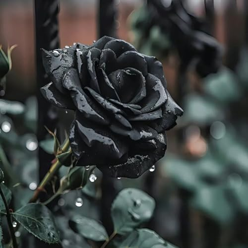 rosas trepadoras semillas de rosas perennes, trepadoras resistentes, orgánicas rosas con resistentes, Decoración de jardín para exterior, 200pcs