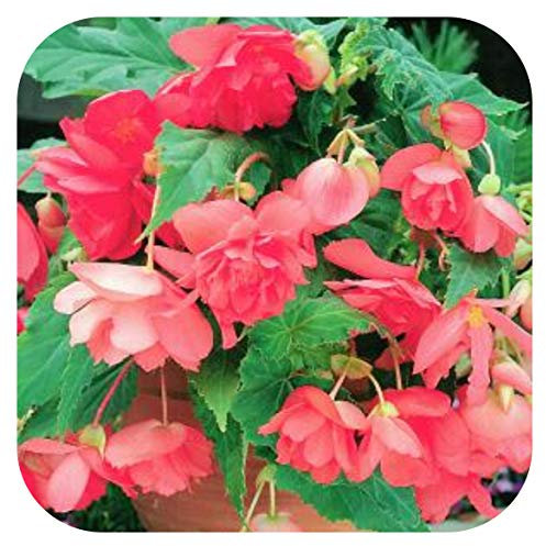 Begonia Pendula Pink x 5 Tubers/Corms/Bulbs - Hanging Basket Mix by Growtanical®