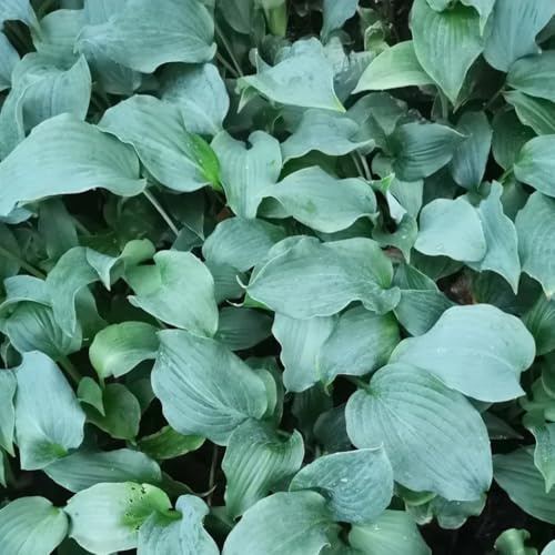 Semi di Hosta, semi di Hosta plantaginea, decorazione da giardino per esterni da giardino perenni da balcone vecchie varietà 20pcs