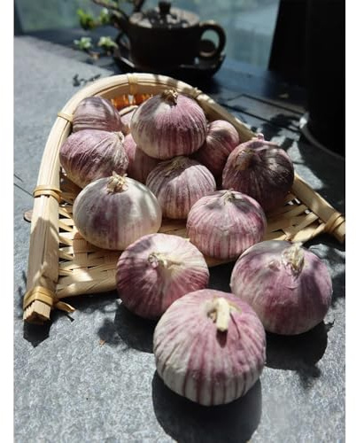 KnoblauchSamen-pflanzknoblauch,balkonpflanzen,gartendeko für draußen bio saatgut,einfach zuPflanzenzimmerpflanzen 250pcs