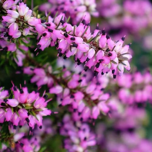 Heidekraut, seltene kräuterpflanzen blühende sträucher winterhart dekopflanzen blumensamen wohnzimmer deko für sonnige plätze zimmerpflanzen sträucher garten balkonpflanzen 350Samen