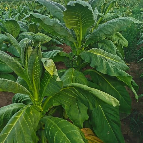 semi di tabacco varietà antiche raro giardino biologiche balcone interno esotiche 500pcs