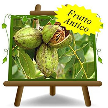 EURO PLANTS VIVAI Noce Pecan Cape Fear - Pianta da Frutto Antico su Vaso da 20x26 - Max 120-140 cm - 2 Anni