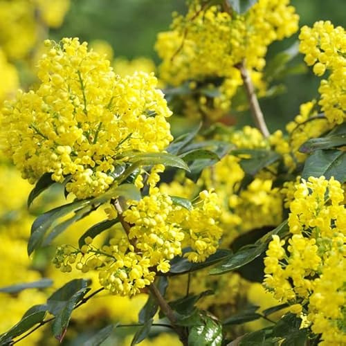 Mahonia à feuilles de houx 'Apollo' – Mahonia aquifolium 'Apollo' 25-30 cm pot | Petit arbuste persistant, floraison jaune, parfait massif & bordure