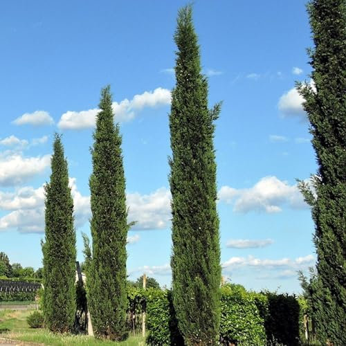 Vivai le Georgiche - Pianta vera di Cupressus sempervirens Totem - vaso Ø 24 cm