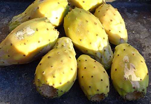 Graines De Figue De Barbarie Jaune Opuntia Ficus Indica Fruits De Cactus À Pagaie Nopalea