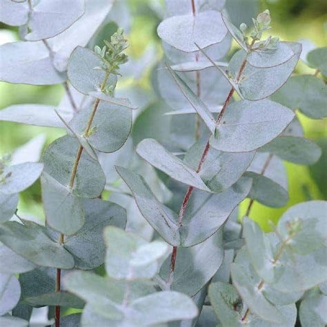 AMDGarden Pianta di Eucalipto Profumato Eucalyptus Gunnii per Siepi e Bordure in Vaso 18 cm Sempreverde per Esterni
