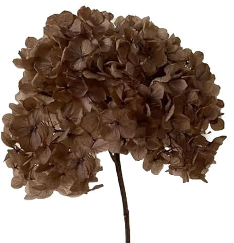ZEYRU 2023New Supply Hortensia Préservé avec Tige pour la Décoration de la Maison Fleur Séchée Grande Taille Naturel Éternel Stabilisé Conservateur-café