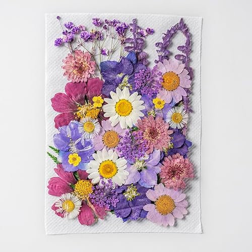 Fiori Secchi Naturali Set di Fiori Secchi per Decorazioni Artigianali Fai da Te Scrapbooking Pressati Fiori Pressati Secchi per Candele, Resina Custodie per Cellulari Nail Art 33pcs 12 Stili -Viola