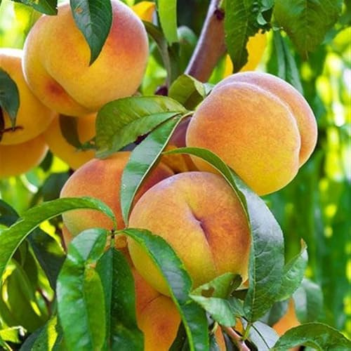 PIANTA DA FRUTTO PERCOCO BABY GOLD 7 in vaso 20 età 2/3 anni