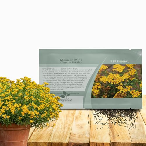 Outsidepride Mexican Mint Seeds - 1000 Perennial Herb Seeds for Planting, Fresh Tarragon Flavor for Fish & Salads, Vibrant Yellow Blooms, Ideal for Culinary, Tea Gardens & Hydroponic Growing