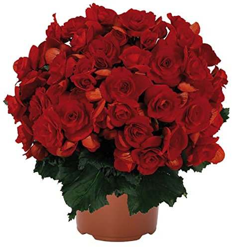 DECOALIVE 0 Begonia, Rojo