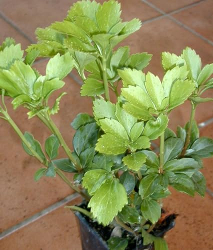 Dickmannchen - Ysander Pachysandra terminalis 5-7 Triebe im Topf 20 Pflanzen