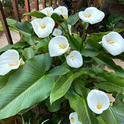 6bulbi di calla resistenti - decorazione, balcone di campo di calle, copertura del terreno, perenne, giardino