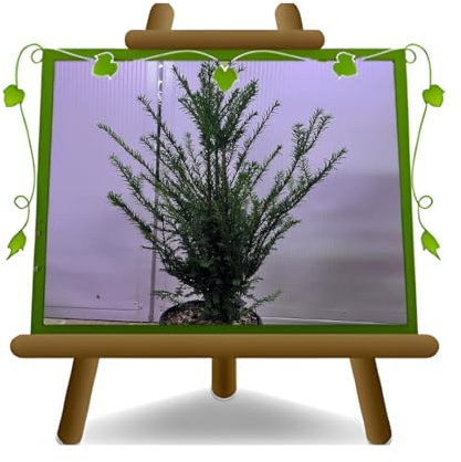 Euro Plants vivai Taxus Baccata conifera pianta ornamentale su vaso 24 cm altezza 60-80 cm