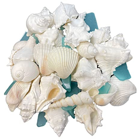 Tumbler Home White Sea Shell Mix with Aqua Sea Glass | Set Contains 1.5 lbs of Seashells and Seaglass | Beach Decor, Crafts, Wedding, Vase Filler