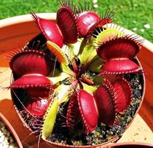 New 300pcs Venus Fly Trap Flower Seeds red Generic