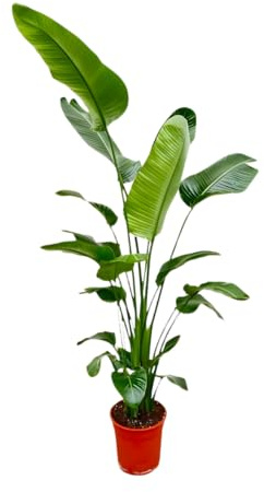 Weiße Paradiesvogelblume | Strelitzia Nicolai | ca. 45-55 cm | ø 12-15 cm Topf | Pflegeleichte Zimmerpflanzen für Wohnung und Büro | Qualität vom Pflanzen Profi | Ideale Raumbegrünung