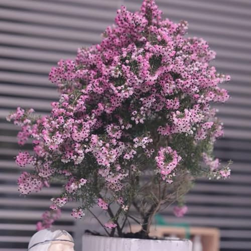 Heidekraut, balkon Erica carnea, Winterheide, winterharte für balkon stauden winterhart mehrjährig blumensamen 450pcs