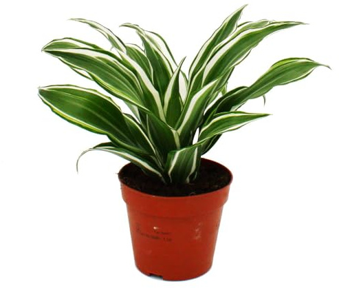 Exotenherz - Drachenbaum - Dracaena deremensis fragrans White Jewel - 12cm Topf - weiß-grüne Blätter