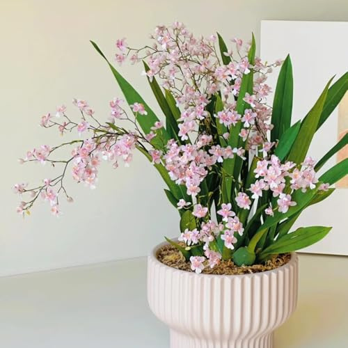 Semi di orchidea Oncidium, serre da balcone Oncidium hybridum, decorazione del soggiorno regali per gli amanti del giardino giardino di autunnali resistenti 50pcs