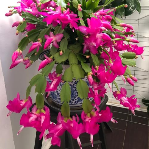 cactus di natale Decorazioni giardino per esterni 350semi
