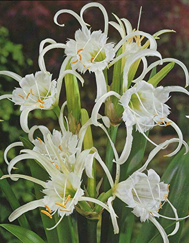 Hymenocallis festalis Ismene duftend Lilium Blumenzwiebeln (3 Blumenzwiebeln)