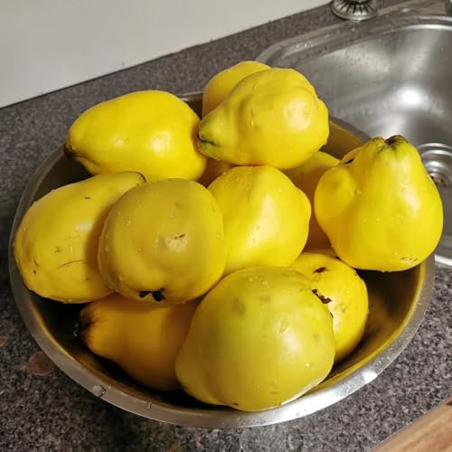 300 piezas semillas resistentes del membrillo, regalos de jardin para mujer, semillas balcon Comprar membrillo - Cydonia oblonga - árbol bonsai real, perenne perenne resistente semillas