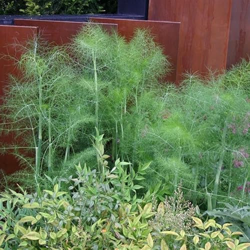 Fennel Green (Foeniculum vulgare 'Green') Herb Garden Plant Hardy Perennial Flowering Garden Plants Easy to Grow Your Own by Park Farm Plants (1 x 9cm Pot)