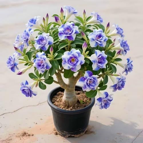 Rosa del deserto, ispirazione decorativa per terrazza e soggiorno-2cipolla-Z