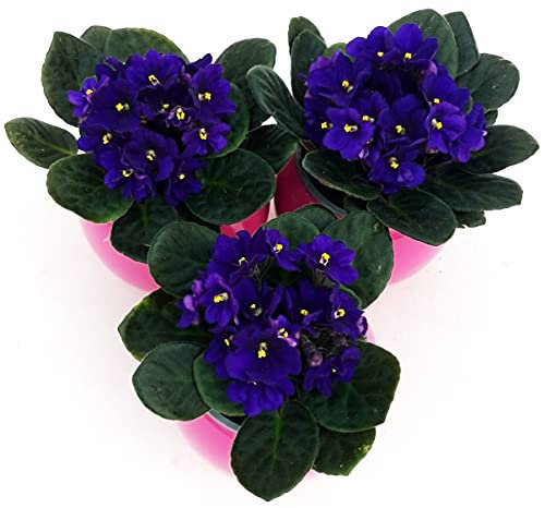 POWERS TO FLOWERS - SAINTPAULIA BLU TRIS, 3 PIANTE VASO CERAMICA SFERICO ROSA, VIOLETTA AFRICANA, pianta vera