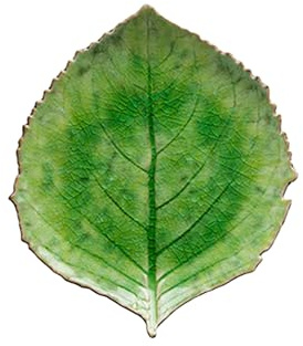 Costa Nova plato Riviera: pieza de vajilla de gres fino con esmalte craquelado, forma de hoja de hortensia, apta para lavavajillas y microondas, apilable, acabada a mano, verde, 21,8 x 19,1 cm