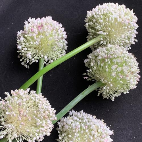 alliumzwiebeln, zierlauch - allium giganteum garten exotische winterhart für balkon deko 9pcs