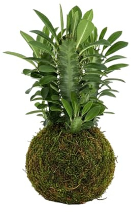DECOALIVE Kokedama Artesanal Cactus Euphorbia Trigona – Planta Viva de Interior
