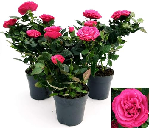 POWERS TO FLOWERS - ROSA DA GIARDINO RAMPICANTE e RIFIORENTE, ROSA LILLA, 3 PIANTE, Piante Vere