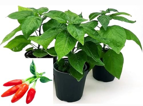 POWERS TO FLOWERS - PEPERONCINO TABASCO BIO, 3 PIANTE, Vaso 10cm, piante vere
