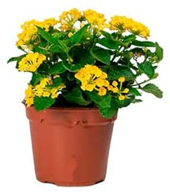 Lantana Camara Natural La Planta que Hará que Tu Hogar Resalte en el Vecindario