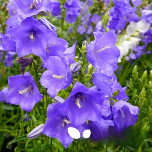 Peach leaved Bellflower, Blue - Seeds 1100 + Freebie + Plant Tag - Campanula persicifolia