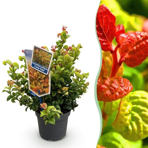 Leucothoe Rizado de uva dorado, diámetro de 17 cm, 40 cm de altura, arbusto ornamental de hoja amarilla con follaje amarillo para jardín, balcón, terraza y bancal 1