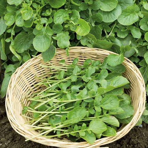 Eden Brothers Upland Cress Seeds