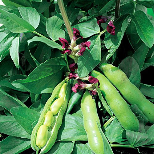 Suttons Bean (Broad) Seeds - Crimson Flowered, Average Packet Content 40 Seeds