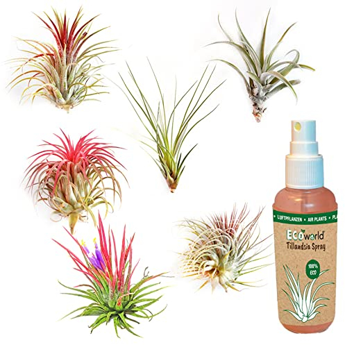 vdvelde.com - Luftpflanzen 6 Tillandsien - - 6 Luftpflanzen, davon 2 in rot - Ø 5cm ↥ ca. 10 cm - Inkl. Tillandsien-Spray