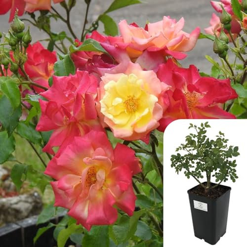 Masquerade Climbing Rose – Live Potted Rose Plant, 3L Pot – Bi-Colour Pink & Yellow Blooms, Fragrant & Hardy – Perfect for Trellises, Fences & Arbors – Easy to Grow, All-Year-Round Beauty
