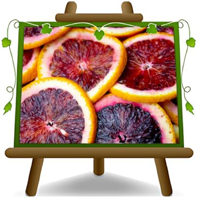 EURO PLANTS VIVAI Agrumes - Orange Sanguinello, fruit à pulpe rouge, Plante Fruitière en grand pot 35 cm, Hauteur 170-180 cm