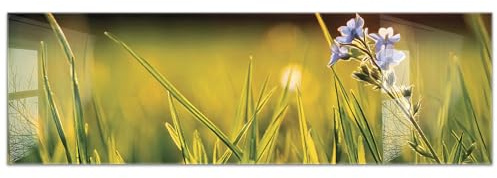 timalo Küchenbild aus Acrylglas modernes Wandbild Glasbild Deko Küche XXL Acryl-Bild wie Glas | 160x50cm Wiese Blumen Natur, grünes Gras