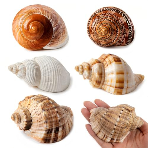 SKOOLOVE 5 Pieas Grandes de Cangrejo Ermitaño, Caracola Natural de Mar, Tamaño 7-10 CM, Abertura 4-6,5 CM, Conchas Turbo para Suministros de Cangrejo Ermitaño y Decoración de Playa