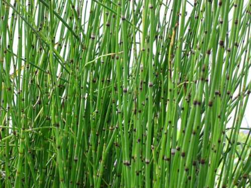2 Horsetail Grass in 4 Inch Pots (2 Four Inch Pots with The Grass 3-6 Canes) in Each Pot