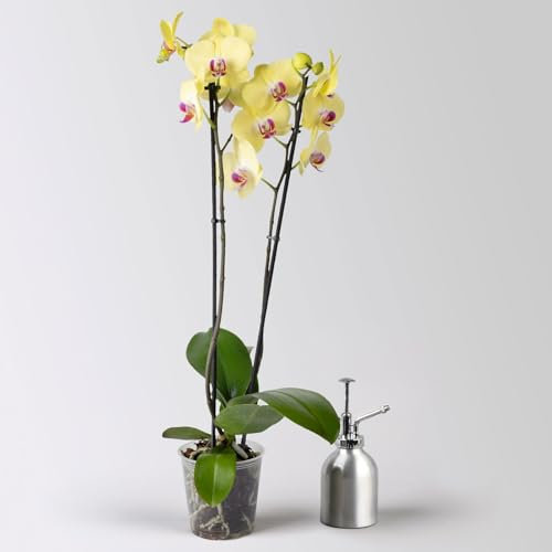 Schmetterlingsorchidee 'Miraflor', gelb, 2 Rispen, Topf-Ø 12 cm, Höhe ca. 60 cm