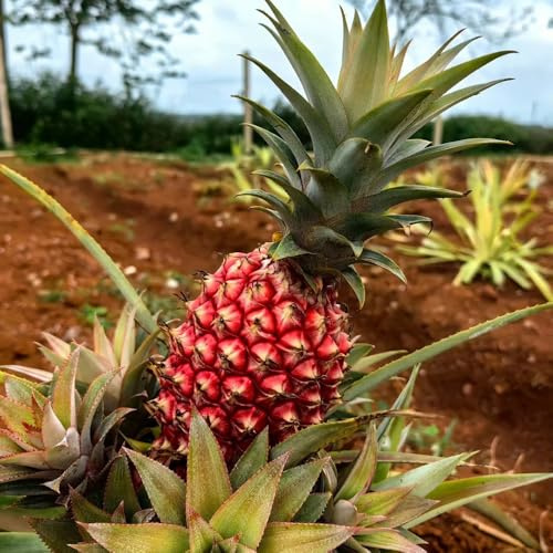 Semi di ananas, acquistare da frutto da frutto nani resistenti da giardino roccioso fresca regali per gli amanti del giardino resistenti 30pcs